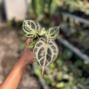 Anthurium King Of Spades X Red Crystallinum