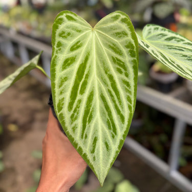 Anthurium Silver ButterFly - Mature size