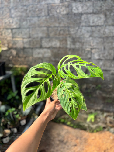 Monstera Esqueleto
