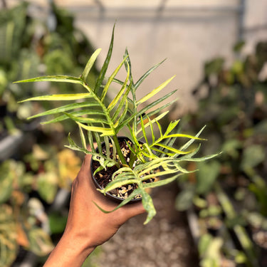 Philodendron Tortum Variegated