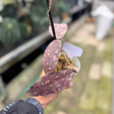 PS0905 Hoya Undulata Red