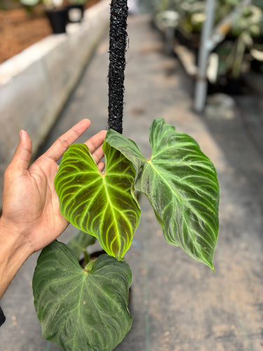 Philodendron Verrucosum