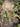 Philodendron Dark Lord Variegated
