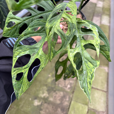 PS0917 Monstera Adansonii Variegated INA