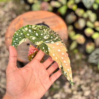 Ps10-10 Begonia Maculata Variegated