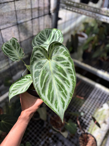 PS0933 Anthurium Silver ButterFly - Mature