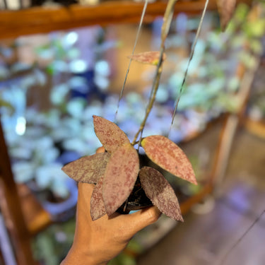 Hoya Caudata Sparkling