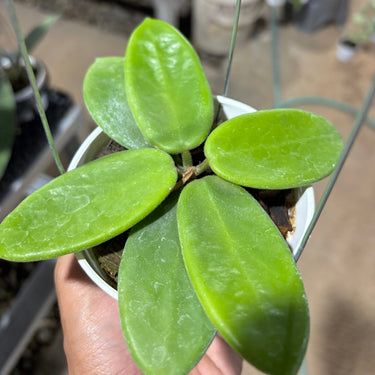 Hoya Vangviengiensis