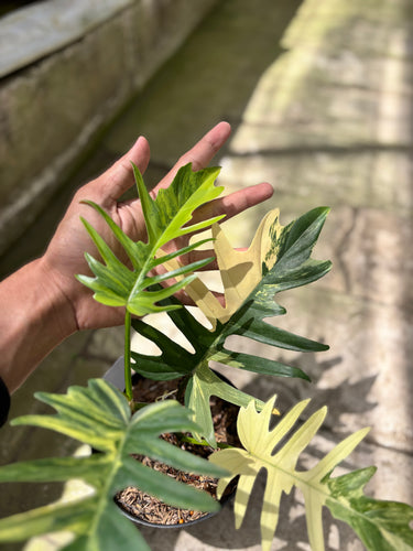 PS0929 Philodendron Beauty x Tortum