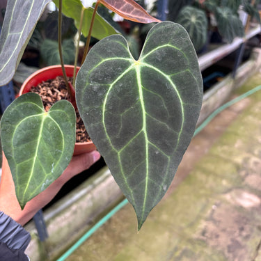 PS0914 Anthurium Clarinervium x Papillilaminum