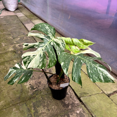 PS0909 Monstera White Tiger