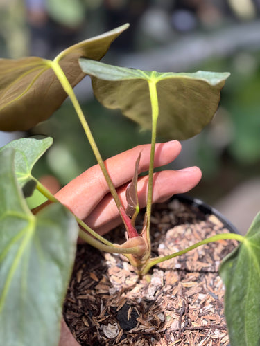 Ps10-33 Anthurium Papillilaminum x Porti