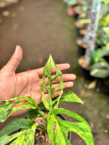 Monstera Adansonii Variegated (INA)
