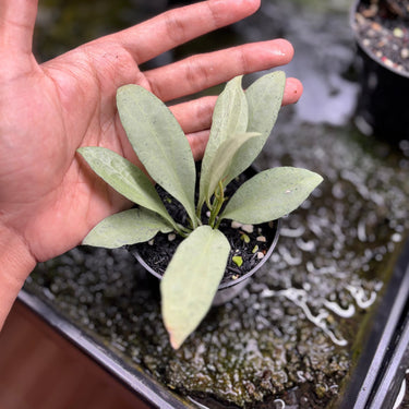 Hoya Nicholsoniae New Guinea Ghost