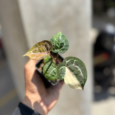 Anthurium Tortoise King Variegated