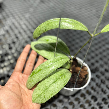 Hoya Sp Nort Sumatra Silver