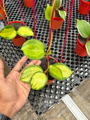 Hoya Merillii Variegated