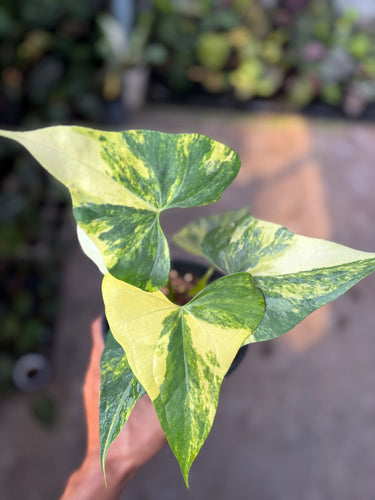Anthurium Pterodactyl aurea variegated