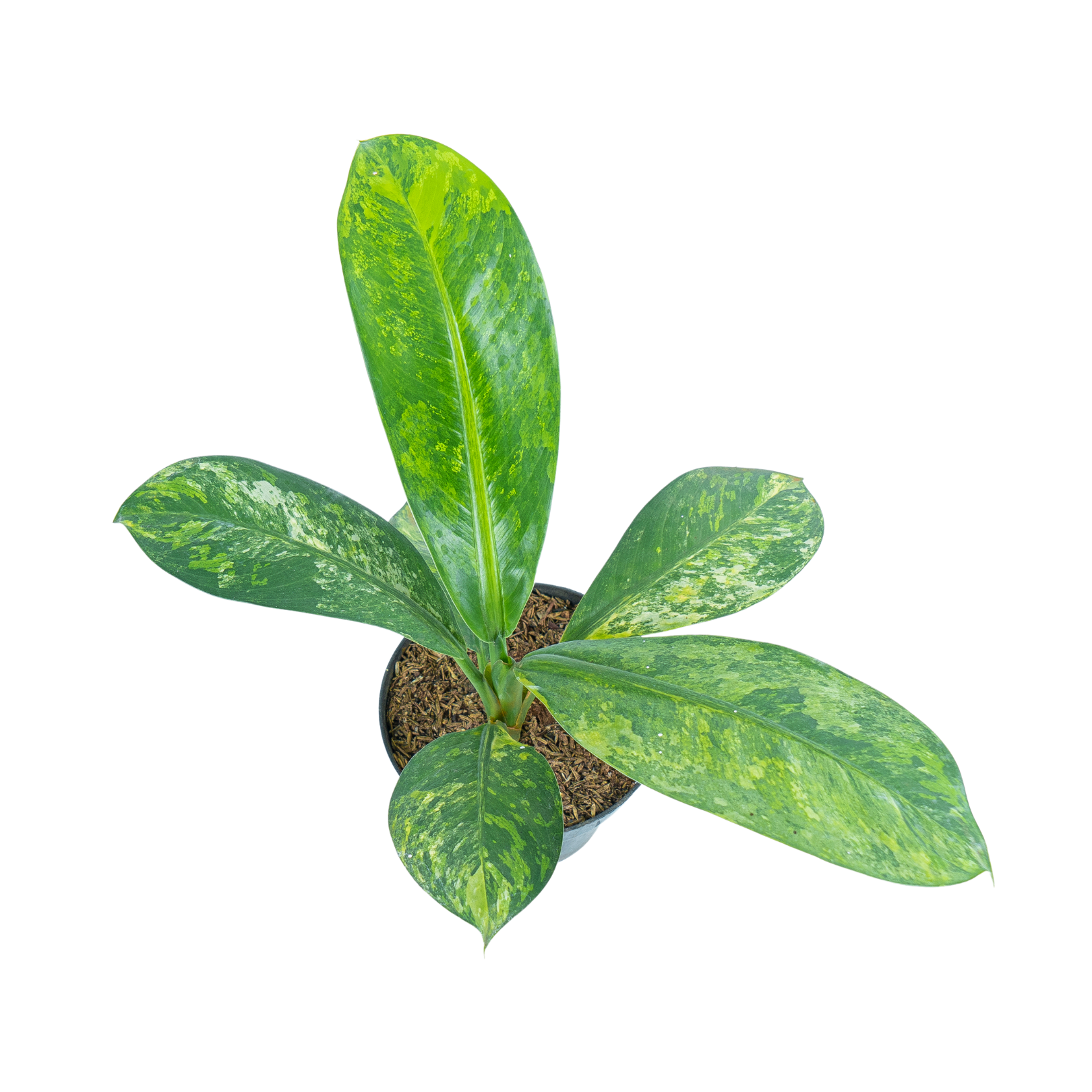 dieffenbachia daguensis aurea variegata Dieffenbachia aurea variegated