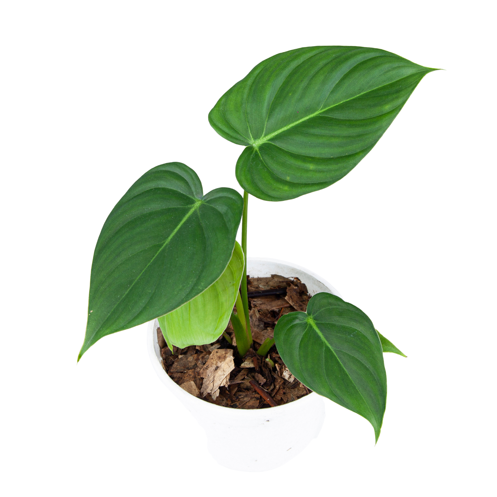 Philodendron pastazanum – Plantstop.us