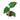 Philodendron pastazanum (Pre Order)
