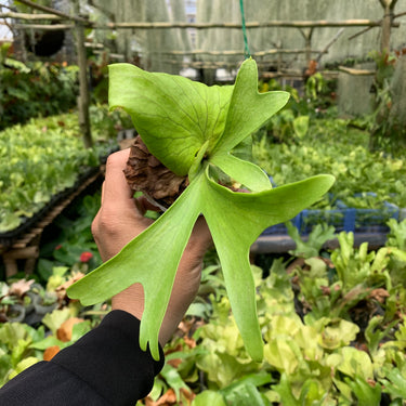 Platycerium Coronarium