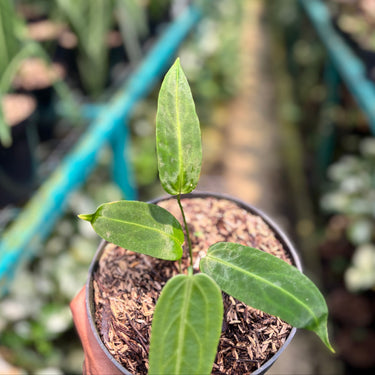 Anthurium Warocqueanum