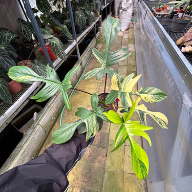 PS0921 Philodendron Florida Beauty - Mature