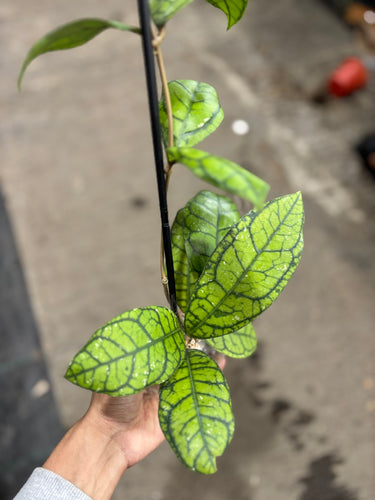 Hoya Callistophylla Vena