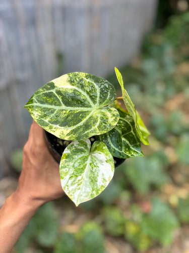 Ps10-51 Anthurium Forgetii Aus x Carla Michelle Variegated