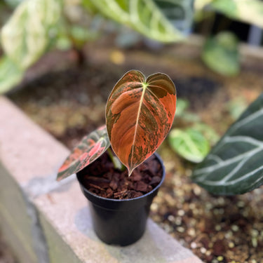 Philodendron Melanochrysum Pink Orange Variegated - Small potted plant with heart-shaped leaves on a blurred background