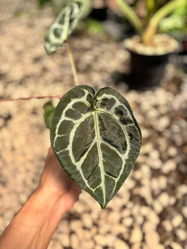PS0939 Anthurium Silver x KOS x Michelle