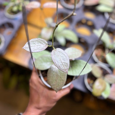 Hoya Moon Blush