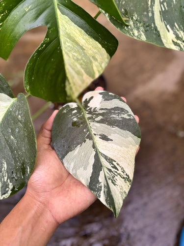 Ps10-59 Monstera Jungle Mint Variegated