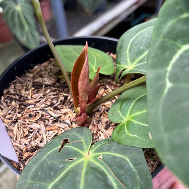 PS0910 Anthurium KOS x RC
