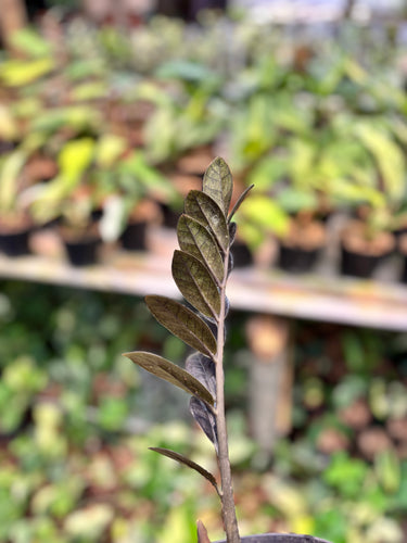 Zamioculcas Zamiifolia Black ( Zz Plant )