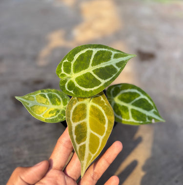 A close-up of a small green plant with variegated light green and yellow leaves being held in a person's hand, with a blurred outdoor ground background.