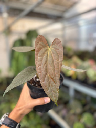Anthurium Fort Sherman x Luxurians