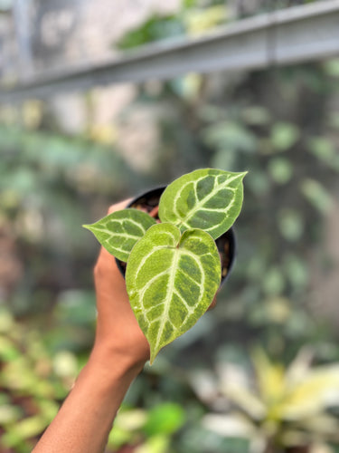 Anthurium Magnificum Variegated x Red Tiger