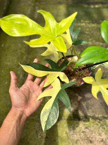 Ps10-29 Philodendron Florida Beauty