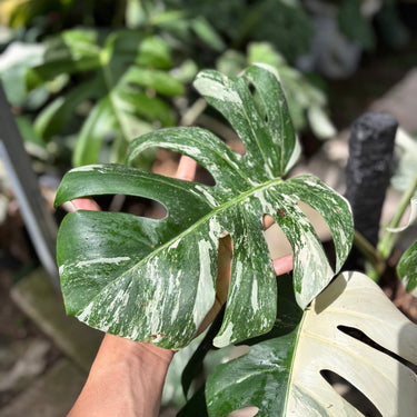 Monstera Albo White Tiger