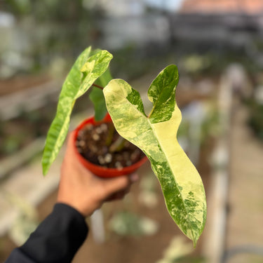 Philodendron Jennifer Variegated