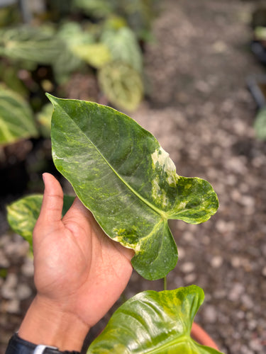 Anthurium Veitchii Variegated