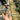 A hand holding a small trailing plant with variegated green and white leaves, with other potted plants and a garden path blurred in the background.