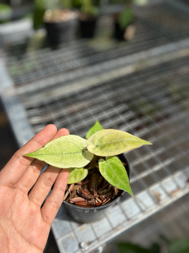 Anthurium Silver Blush White Mint Variegated - Seedling