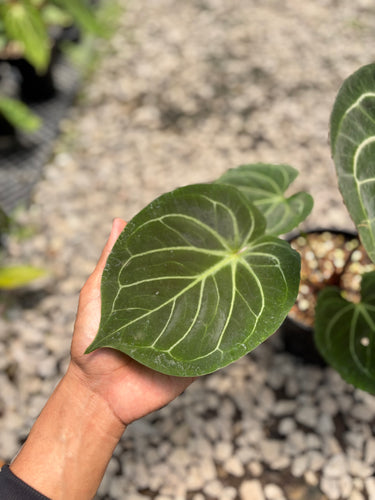 PS0949 Anthurium King Of Spades - Medium