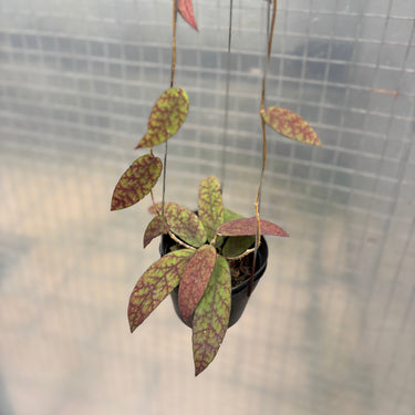 Hoya Scortechinii