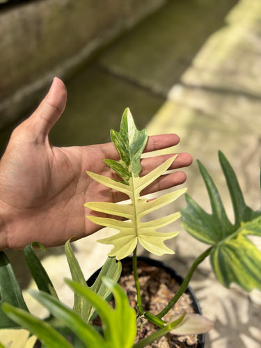 PS0929 Philodendron Beauty x Tortum