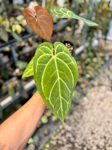 Ps10-50 Anthurium Bvit x Michelle Gog Variegated