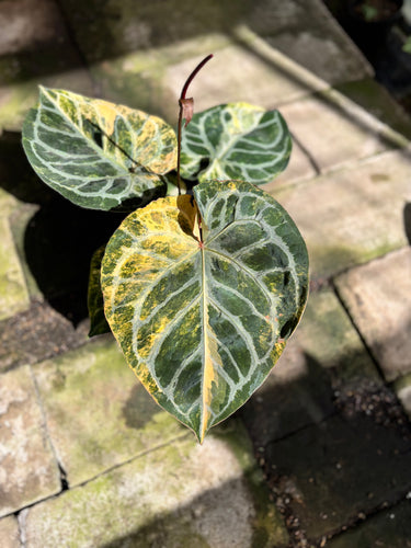 Anthurium Silver Chrome x Red Tiger Variegated